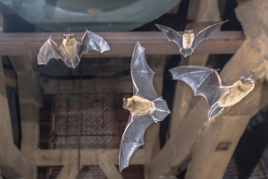 Chauve-souris qui rentre dans la maison