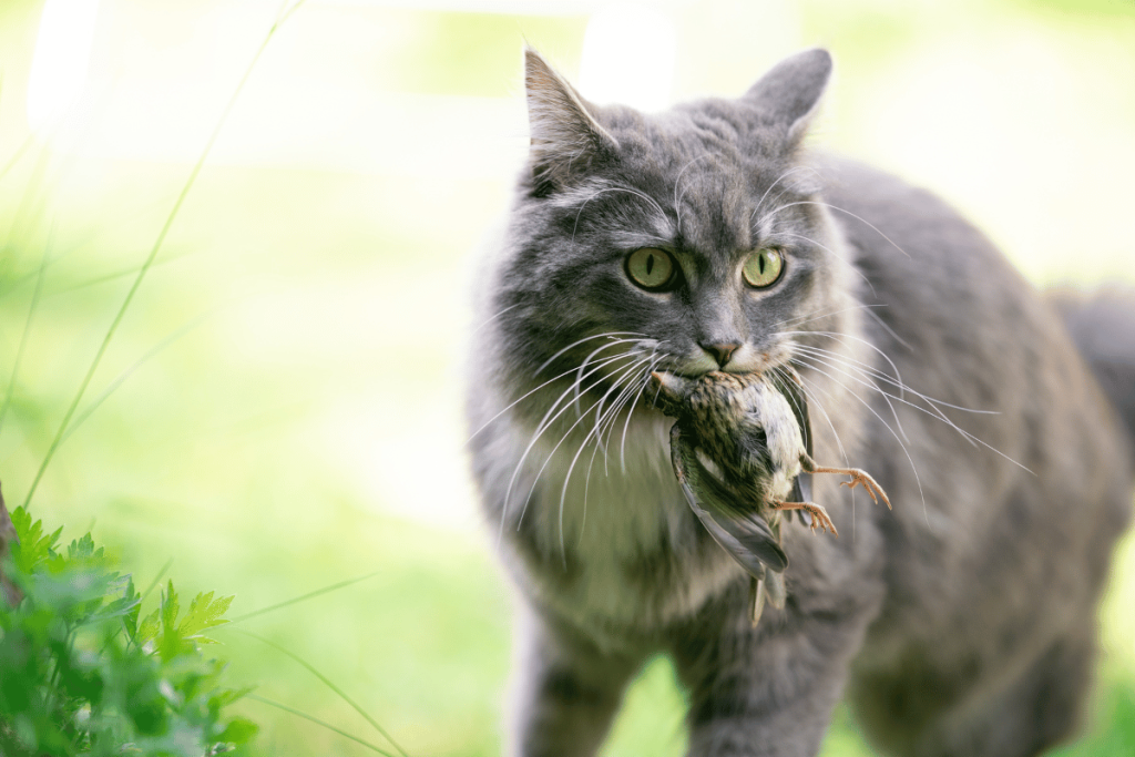 Comment empêcher un chat de chasser les oiseaux ? 6 conseils
